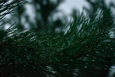 Close-up of wet pine tree