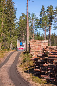 Truck on a dirt road in the forest by a timber heap
