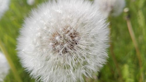 Close-up of flower growing outdoors