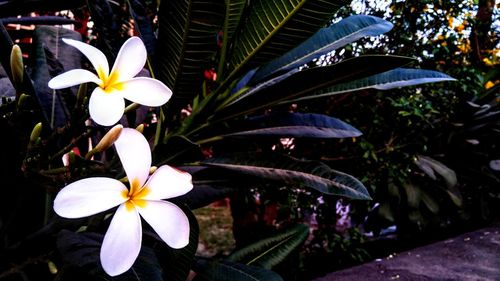 Close-up of frangipani blooming outdoors