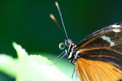 Close-up of butterfly on flower