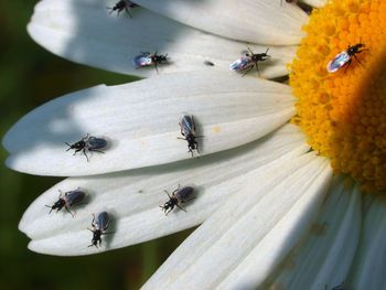 Close-up of bee pollinating flower