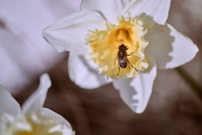 Close-up of bee on yellow flower