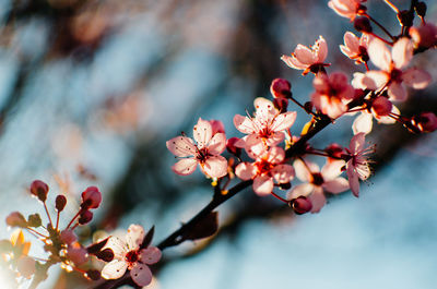 Close-up of cherry blossom tree