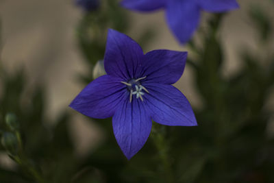 Close-up of purple flowering plant