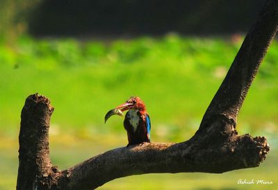 Bird perching on a tree