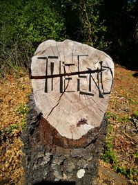 Close-up of tree stump