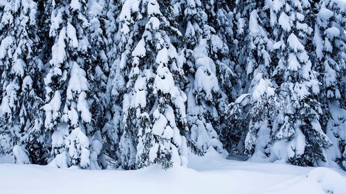 Trees in snow