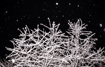 Low angle view of bare tree against sky at night