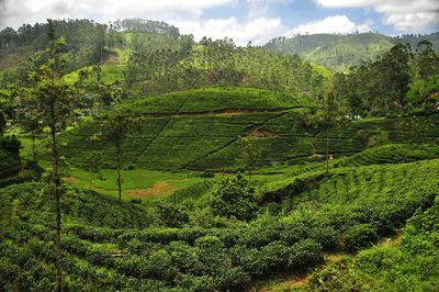 Scenic view of agricultural field at sri lanka