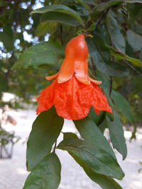 Close-up of red rose flower