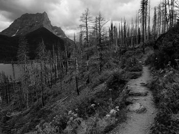 Plants growing on land against sky in glacier national park