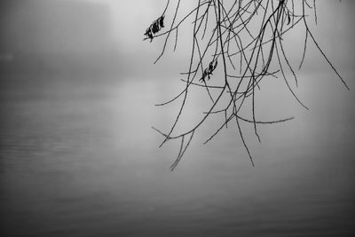 Reflection of tree in lake against sky
