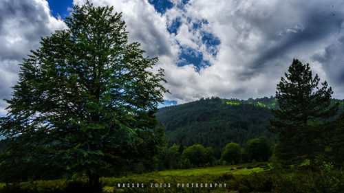 Trees in forest against sky