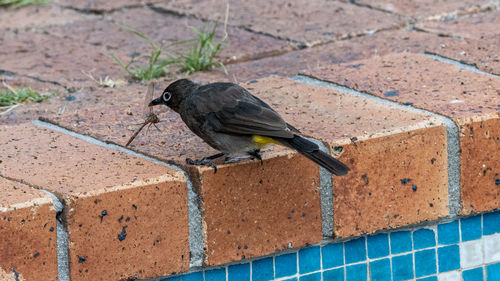 High angle view of bird perching on wall