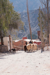 Landscape of purmamarca argentina