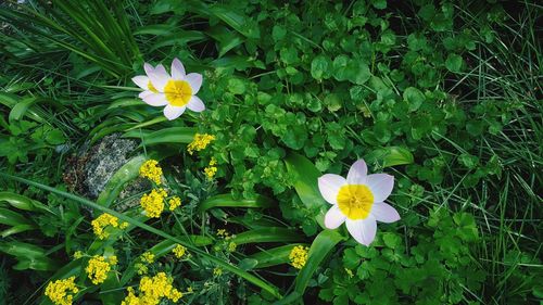 High angle view of flowering plant