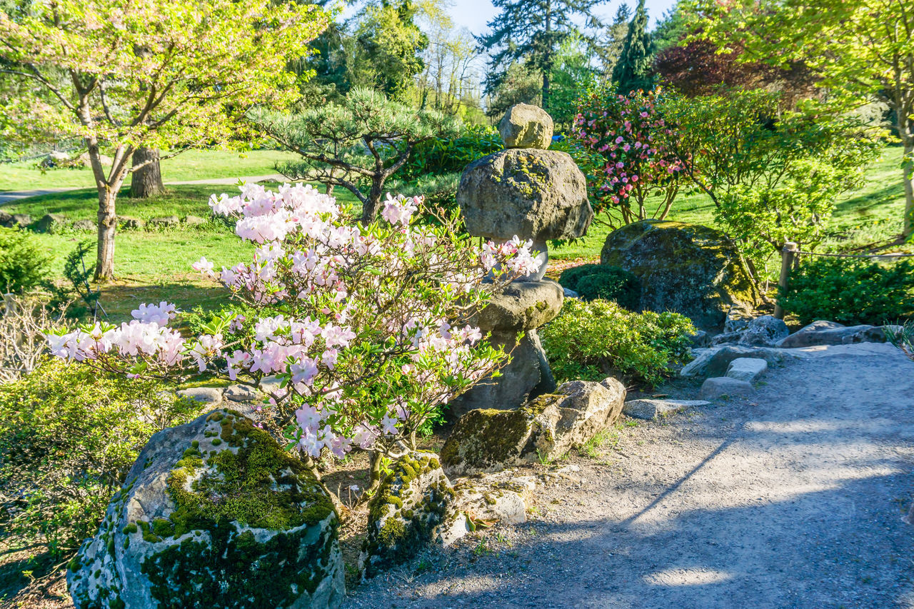 VIEW OF PLANTS IN PARK