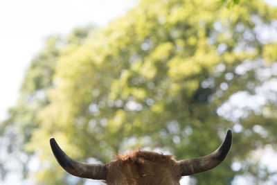 Close-up of cow against trees during sunny day