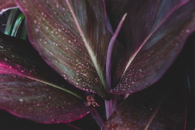 Close-up of raindrops on pink leaves