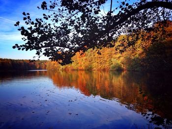 Reflection of trees in lake