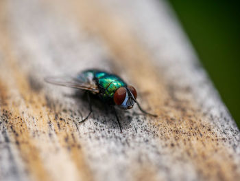 High angle view of housefly