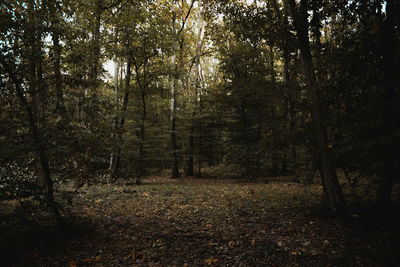 Trees in forest during autumn