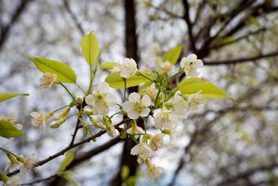 Close-up of white cherry blossom tree