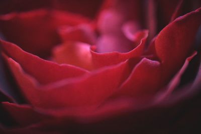 Full frame shot of red flower