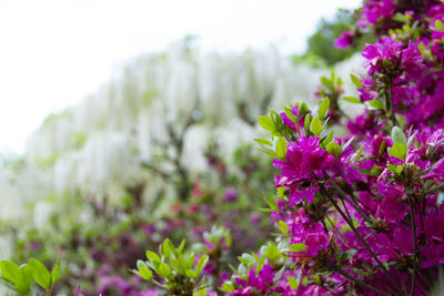 Close-up of pink flowering plants