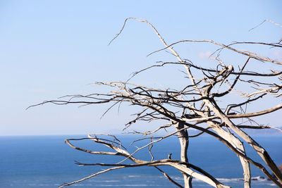 Bare tree against sea against clear blue sky