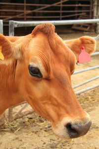 Close-up of cow