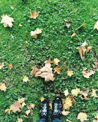 Autumn leaves on grassy field