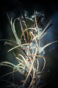 Close-up of wilted plant