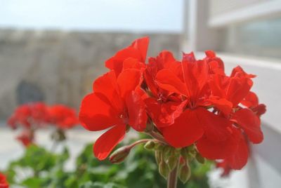 Close-up of red flower