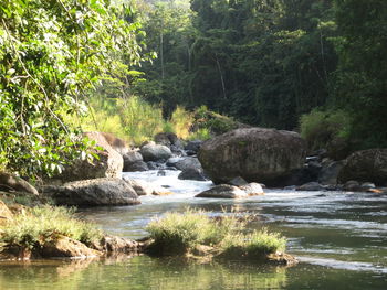 Scenic view of river with trees in background