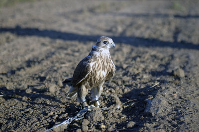 Close-up of bird on land