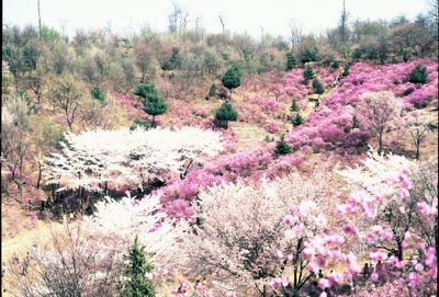 Low angle view of pink flowers on tree