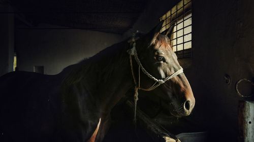 View of horse in stable