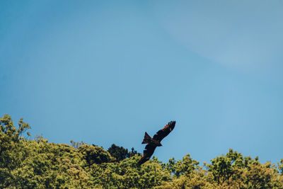 Low angle view of bird flying against blue sky