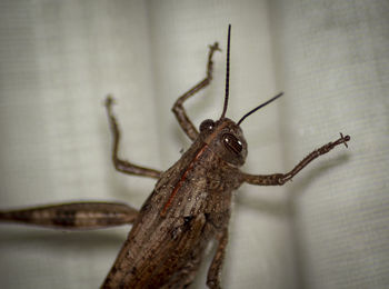 Close-up of insect on wall