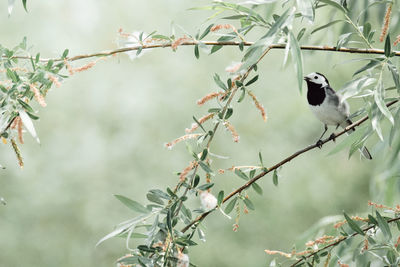 Bird perching on a tree