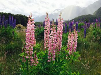 Purple flowers growing on mountain against sky