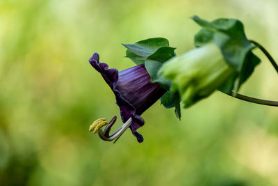 Close-up of purple flower buds