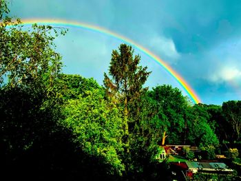 Rainbow over trees against sky