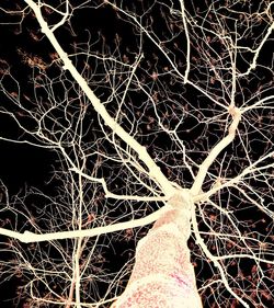 Low section of bare tree at night