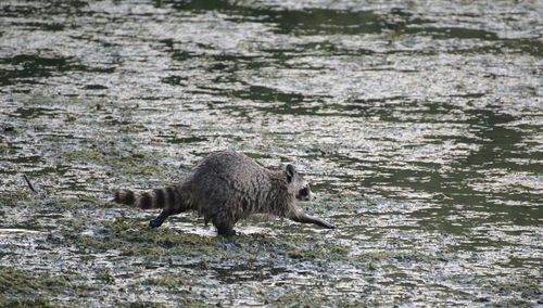 Raccoon in the mud