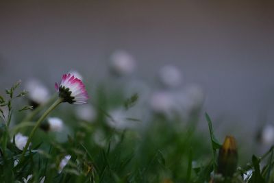 Close-up of purple flowering plant on field