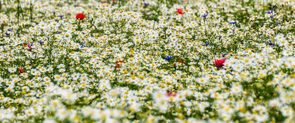 Close-up of flowering plants on field