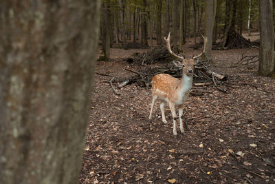 Deer dots bruno czech republic moody forest